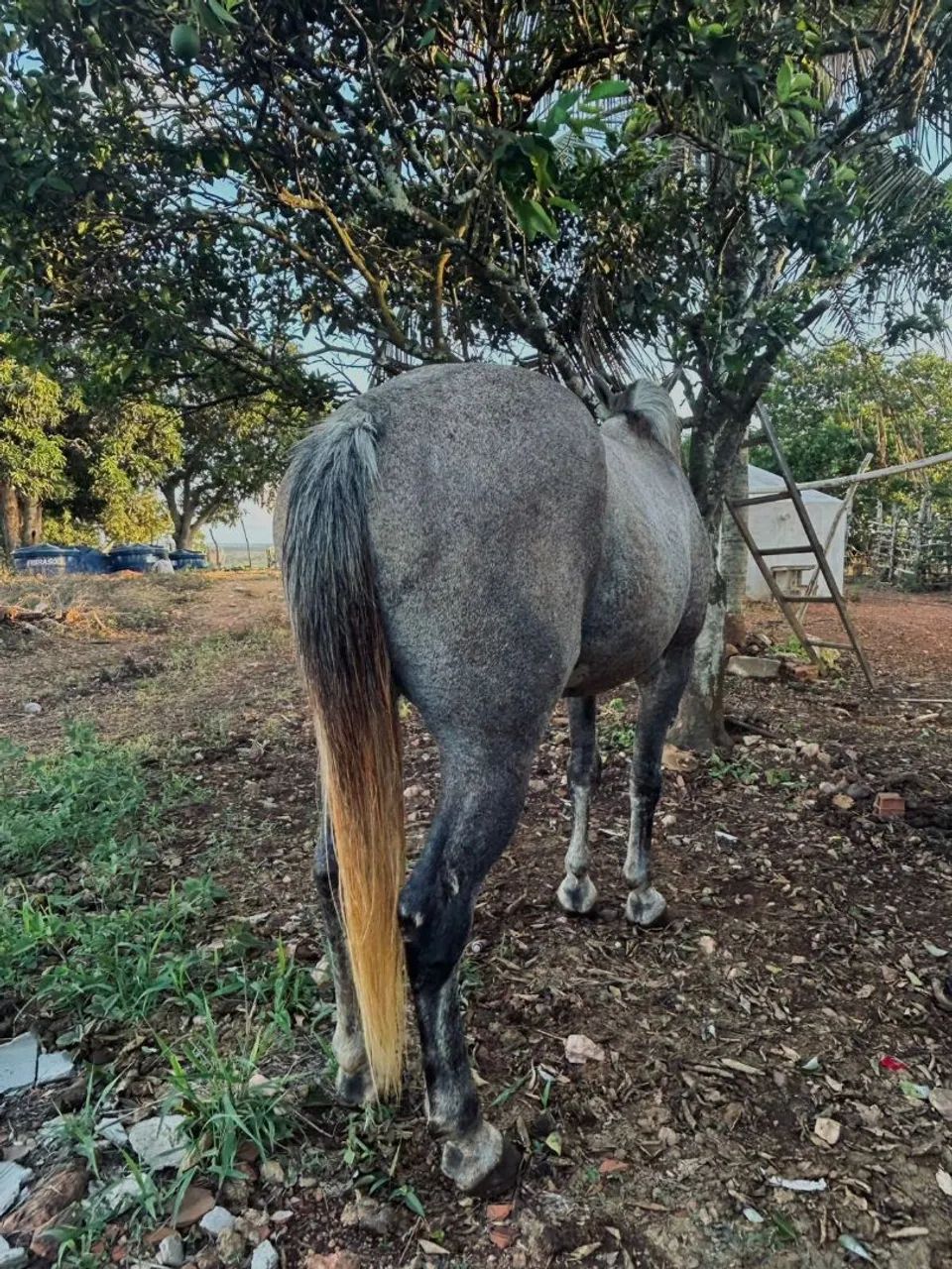 Cavalo quarto de milha - Foto 2