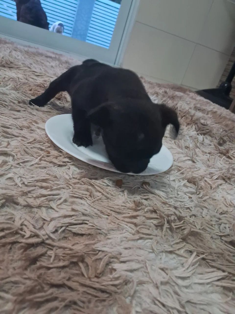 Filhotes buldogue francês  - Foto 2