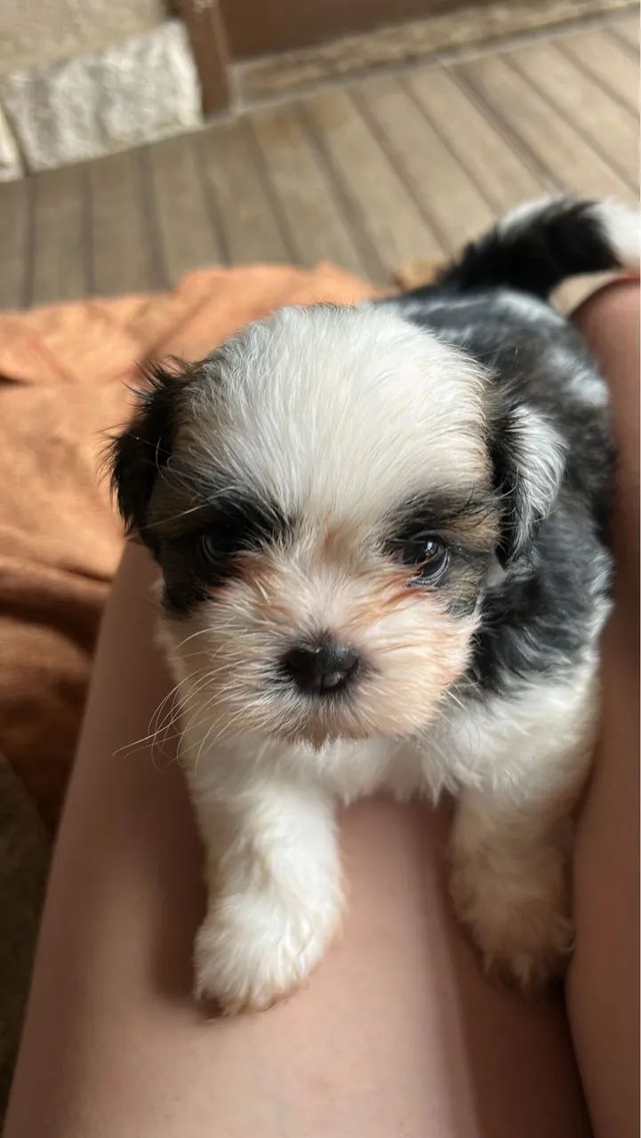 Shih tzu macho 