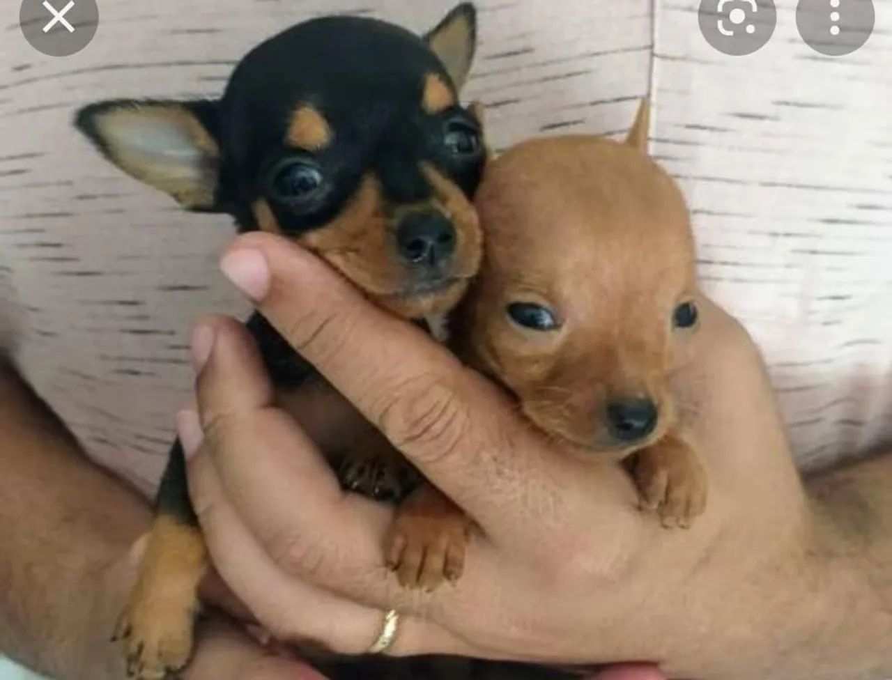 Pincher 0 lindos filhotes machos e fêmeas  - Foto 3