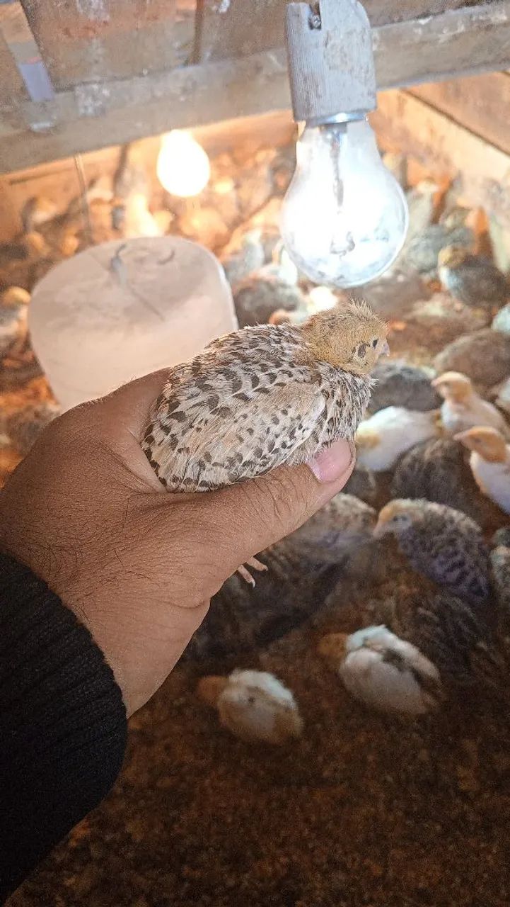 Codorna gigante  - Foto 4