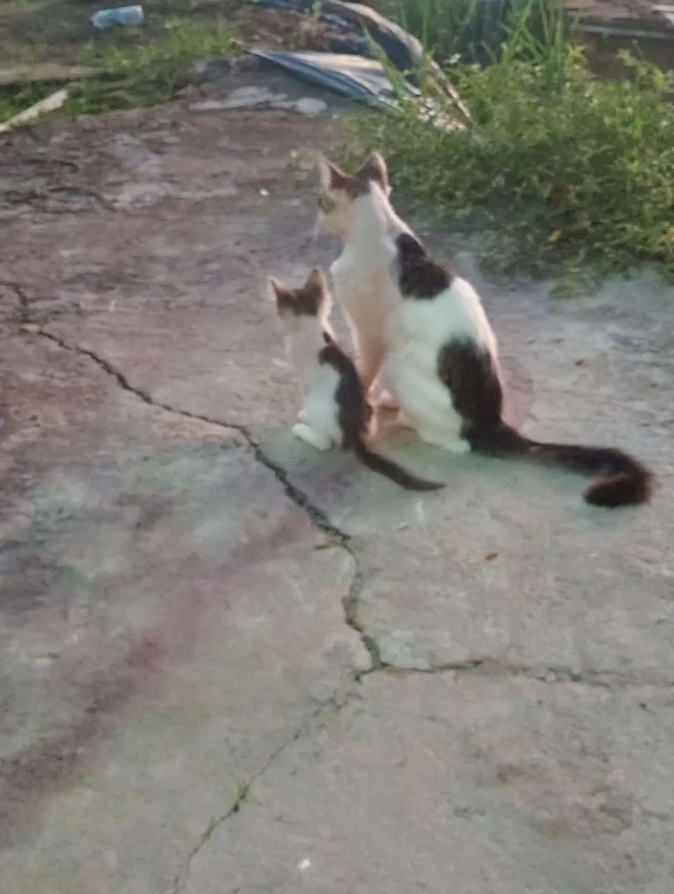 sou cuidadora de idosos e também cuido de animais 