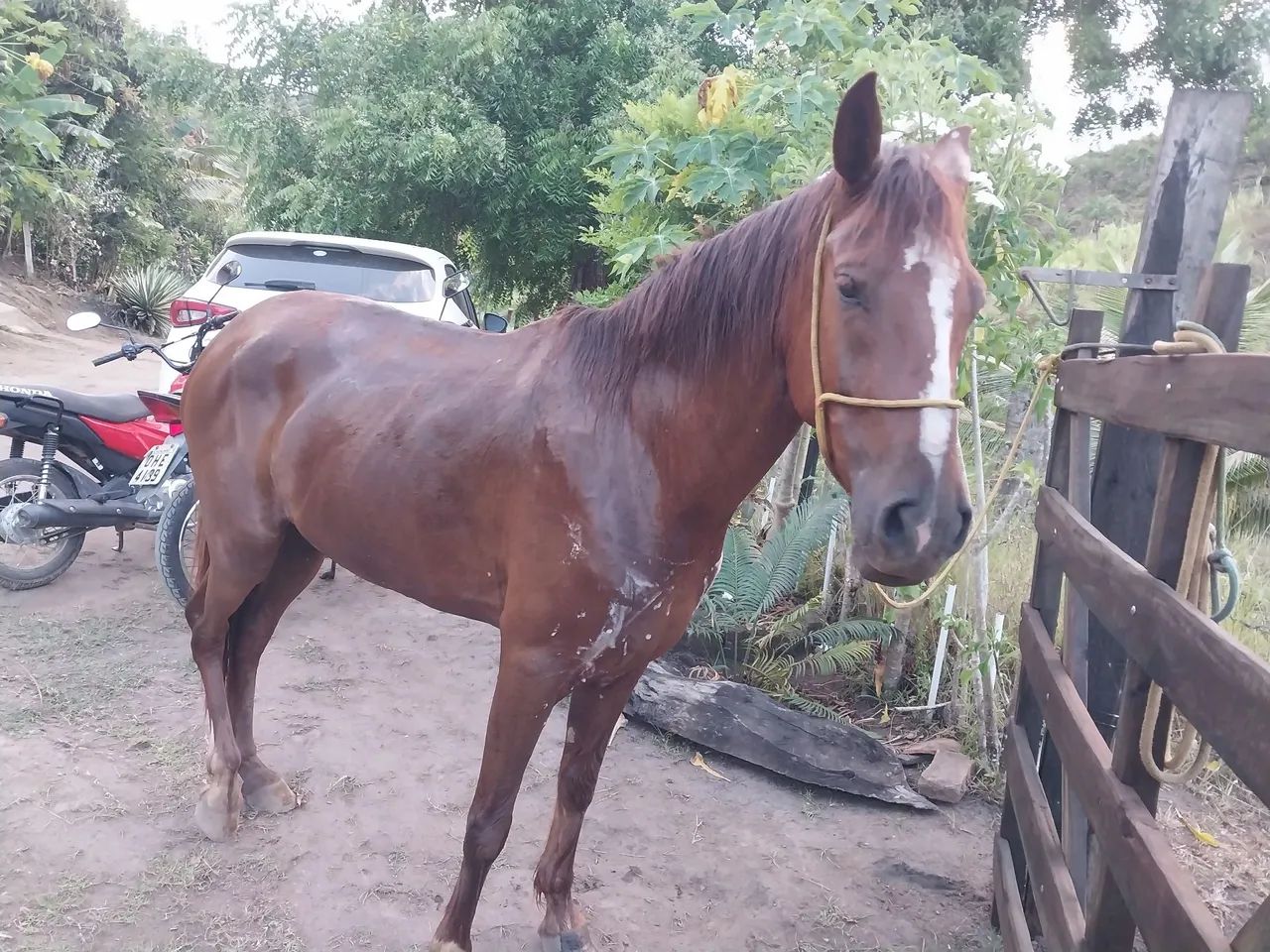 Vendo um cavalo manga larga marcha picada da idade de 5 anos andando muinto falar no zap   - Foto 6