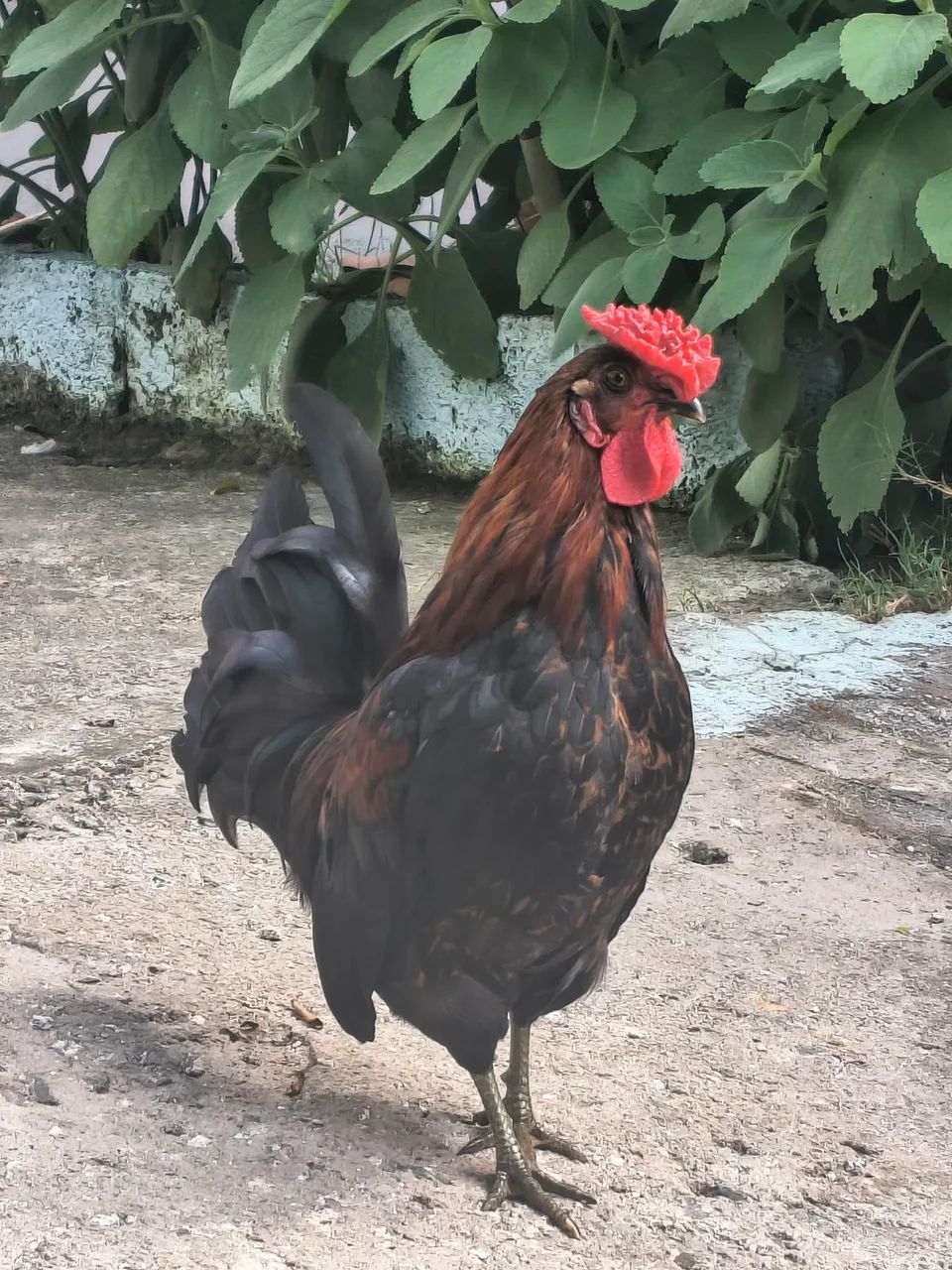 Garnisé a venda! - Foto 2