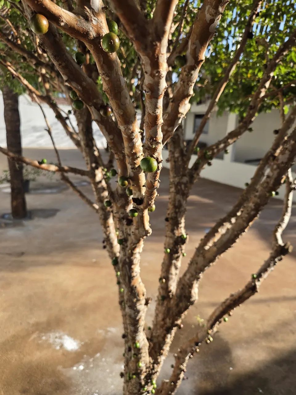 Vendo Casa no jardim taquari  - Foto 4