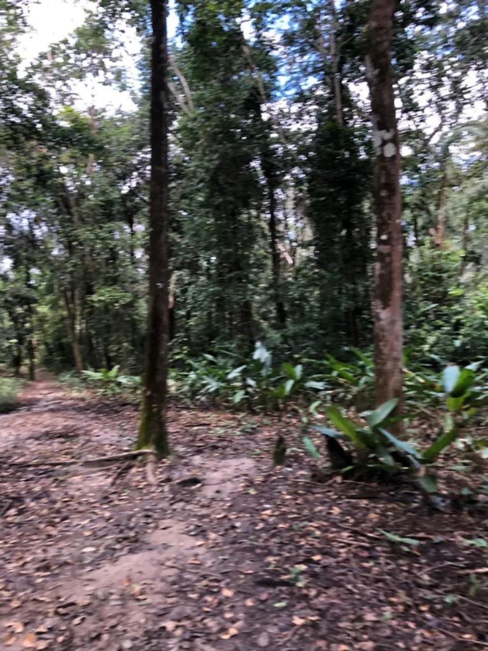 Sítio em Bragança/PA - Foto 5