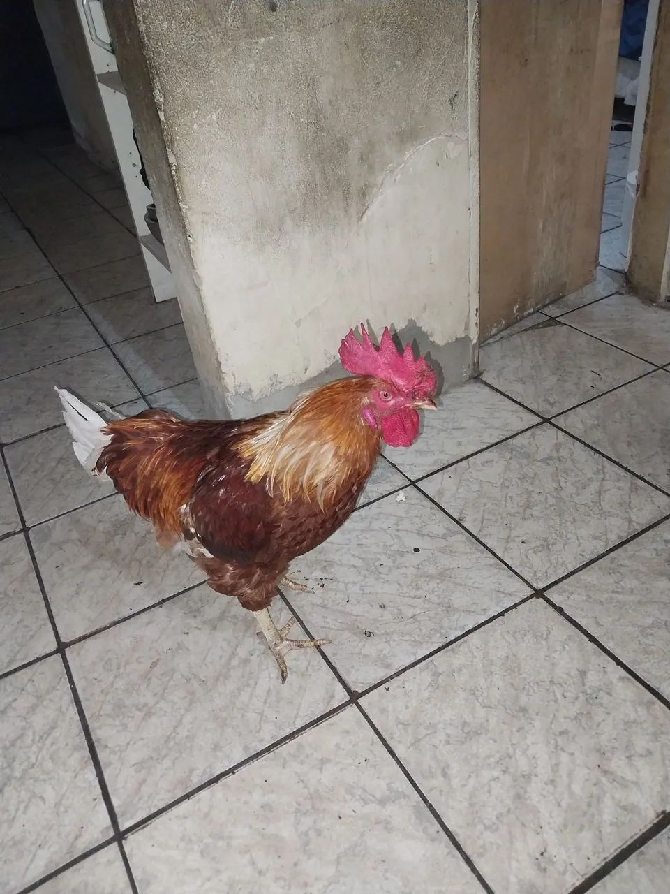 Galo caipira ? 