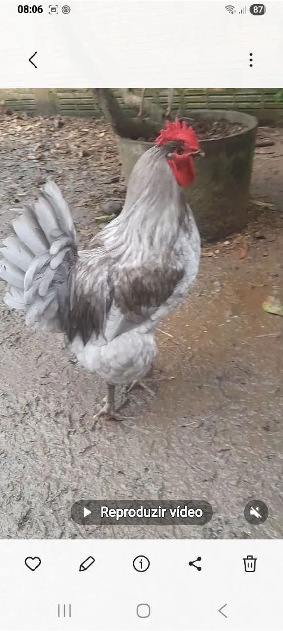 Galos puros 