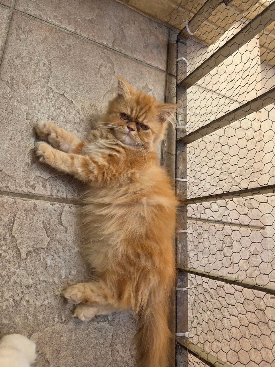 Gatos persa  - Foto 2