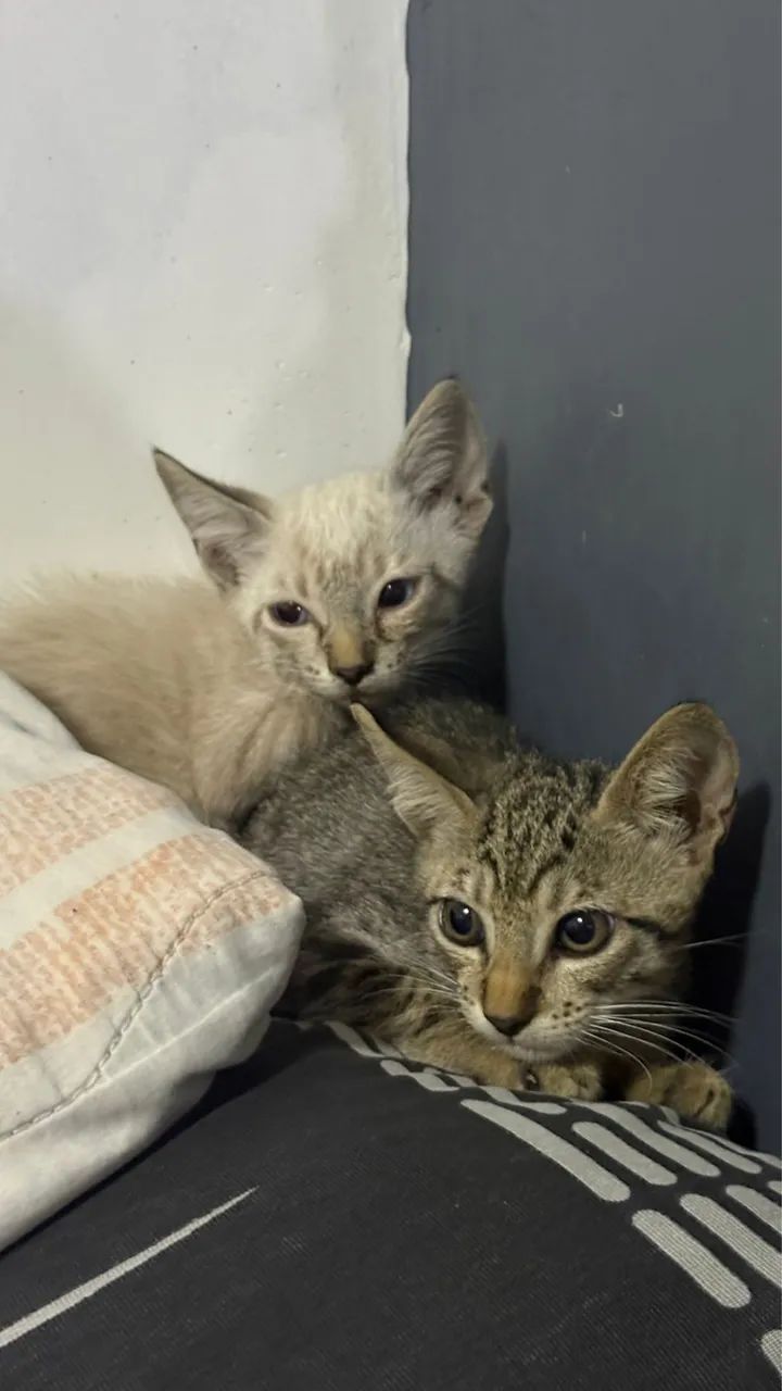 Gatinho para DOAÇÃO  - Foto 2