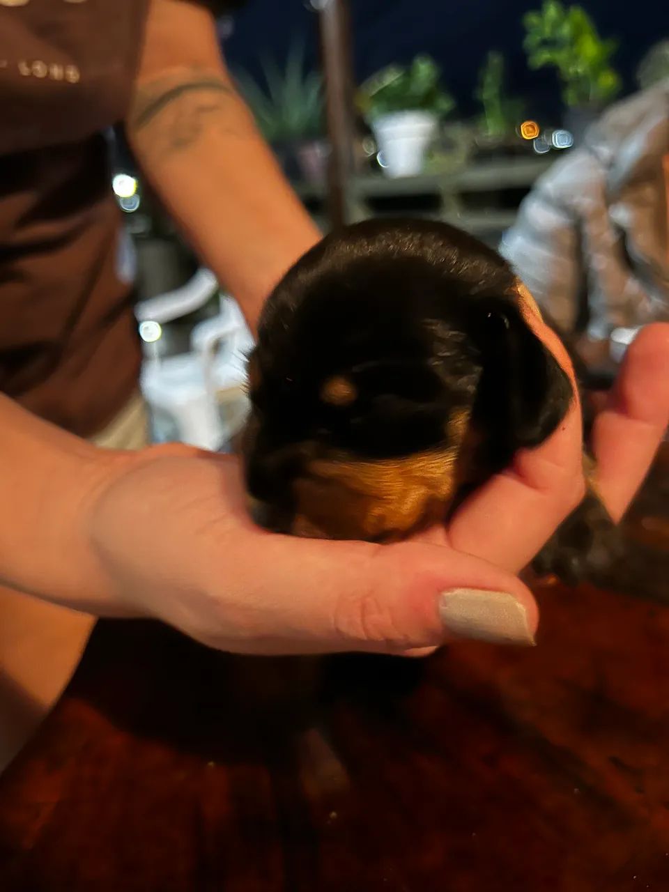 Filhote de cachorro Basset Dachshund - Foto 3