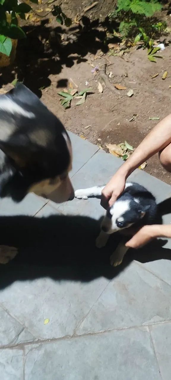 Filhotes de husky - Foto 4