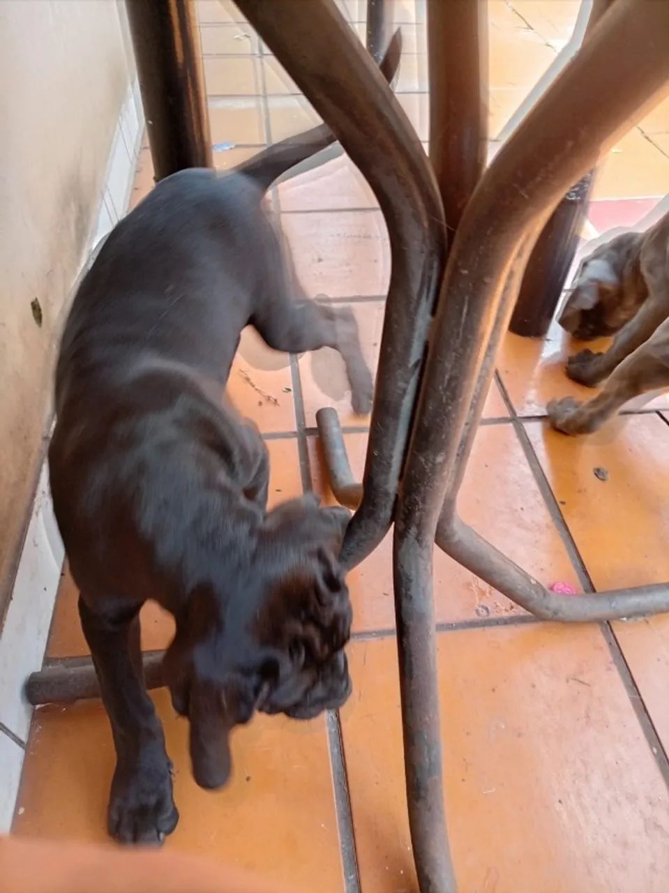 Filhote femea de Cane Corso - Foto 2