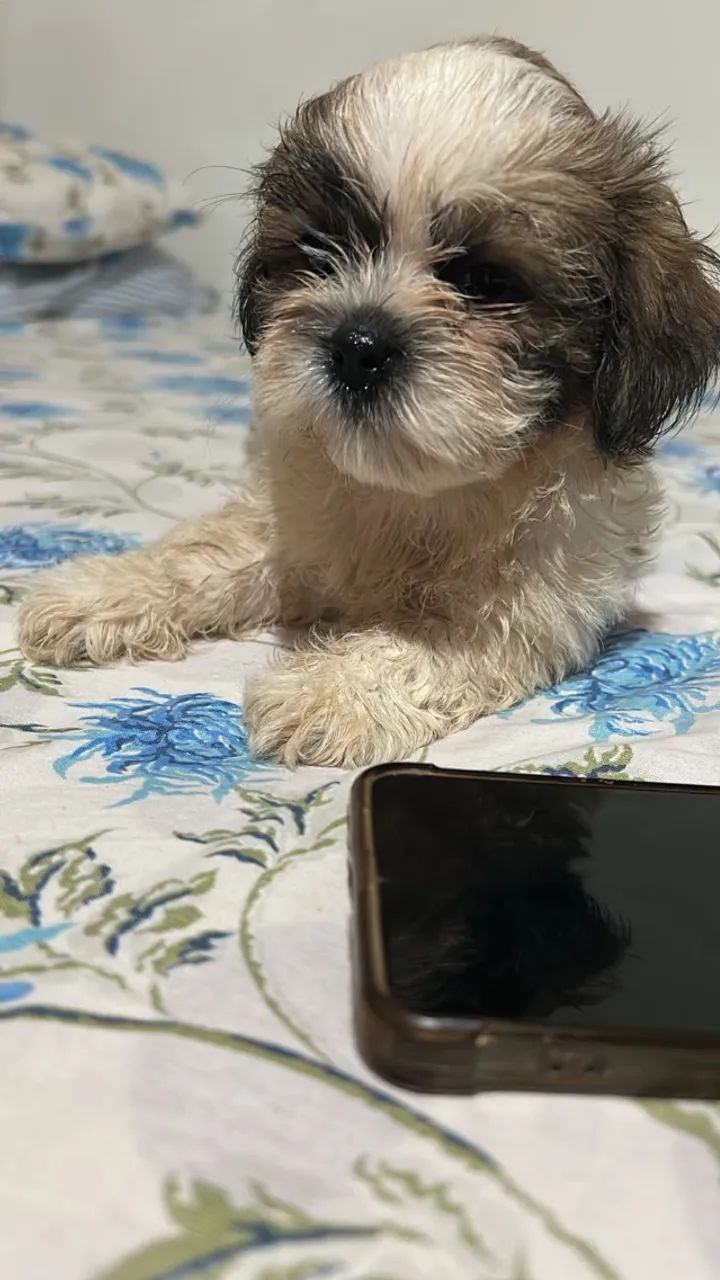 Cachorro  Shitzu  - Foto 2