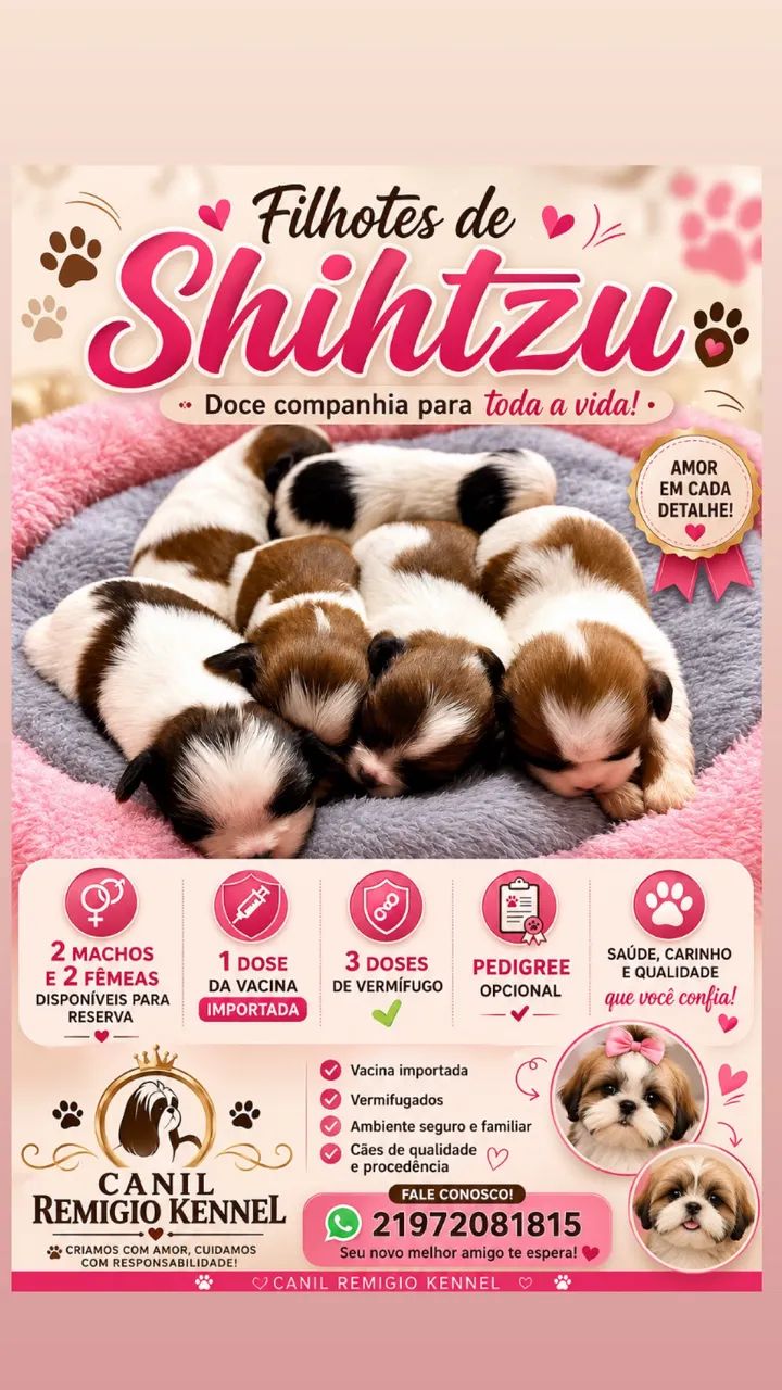Shihtzu 