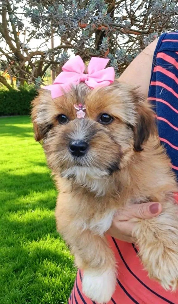 Lhasa Apso  - Foto 3