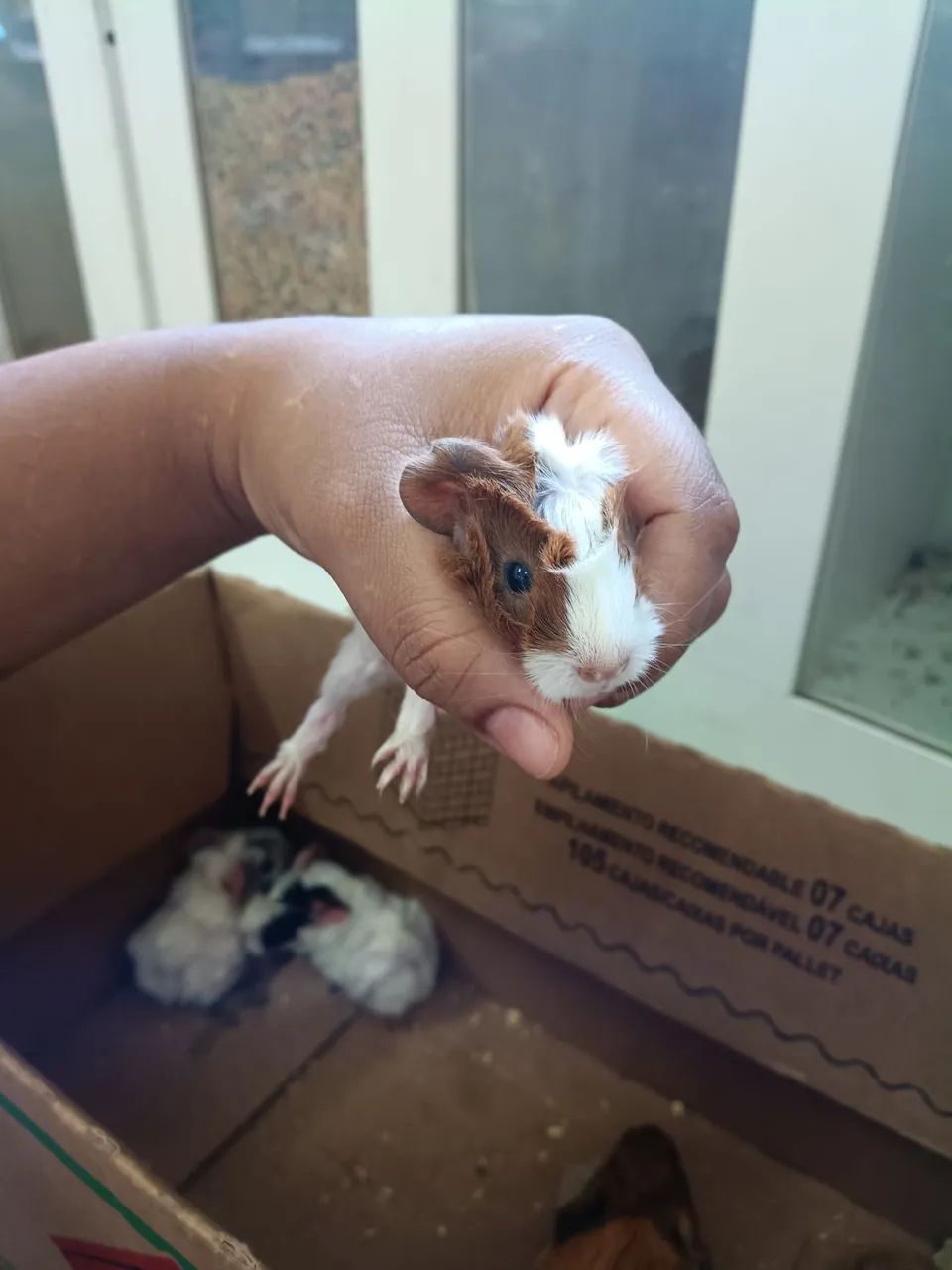 Porquinho da índia comum e peruano  - Foto 4