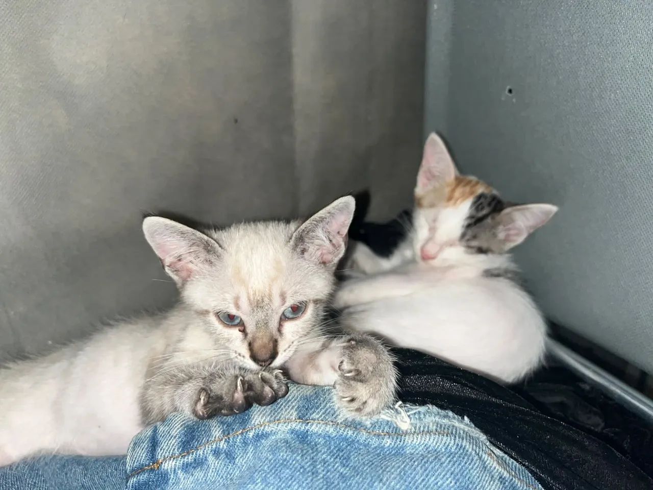 Gatinhas Pra ADOÇÃO 