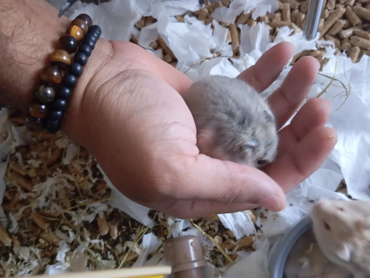 Hamster anã russo. - Foto 4