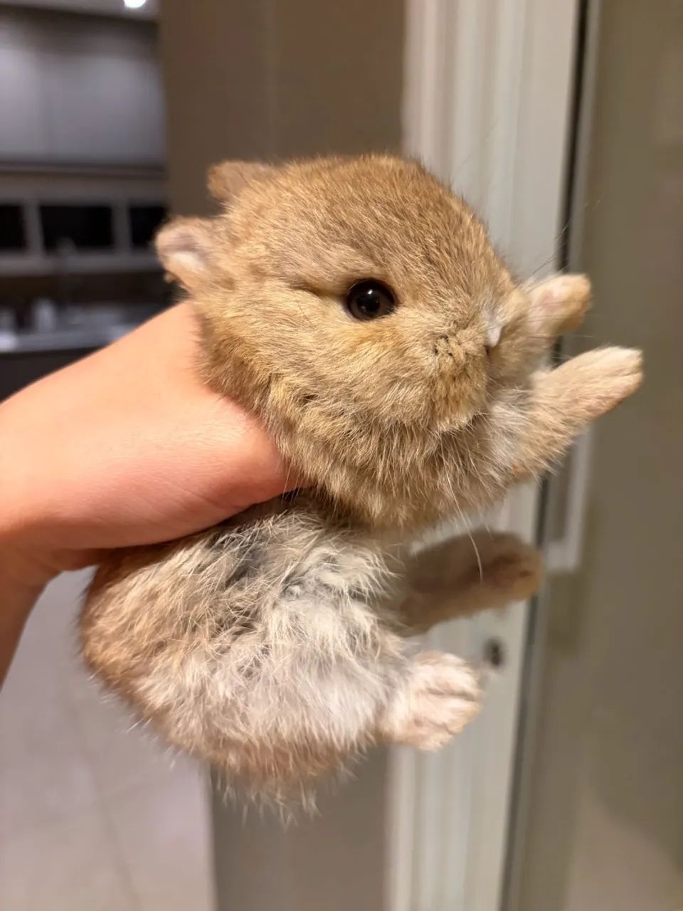 Coelho Netherland Dwarf mini - Foto 4