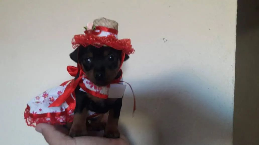 Miniaturas canina
