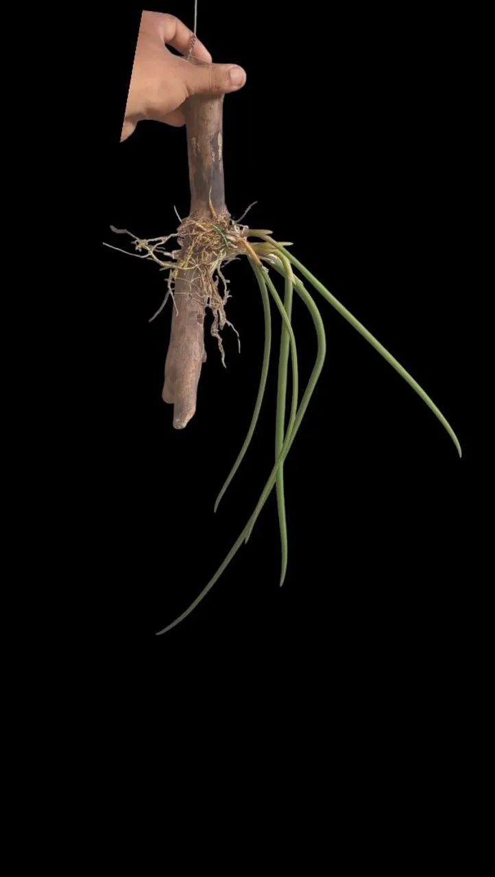 Oncidium cebolleta - Foto 2