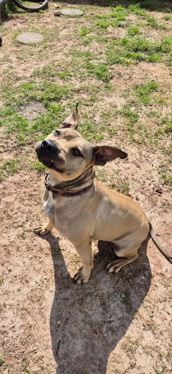 Âmbar, pitbull 1 ano e meio. Damos ajuda de custo - Foto 4