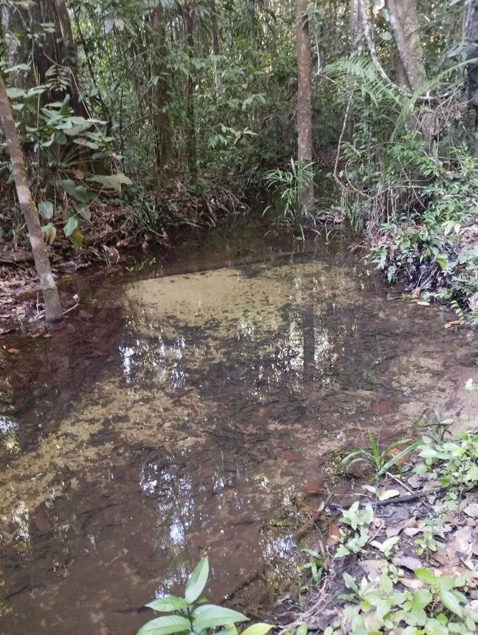 Terreno Rural com igarapé 