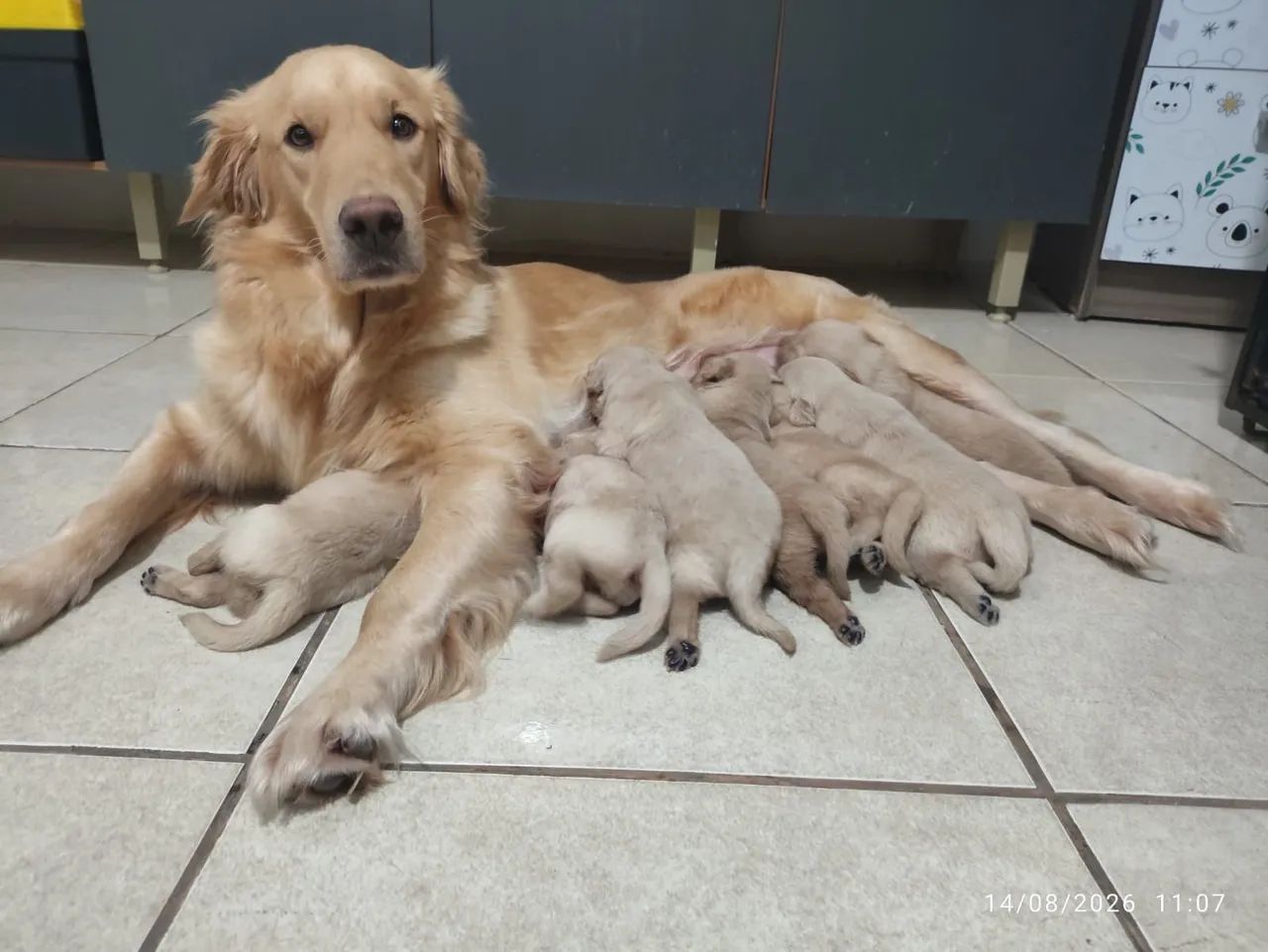 GOLDEN RETRIEVER  - Foto 3