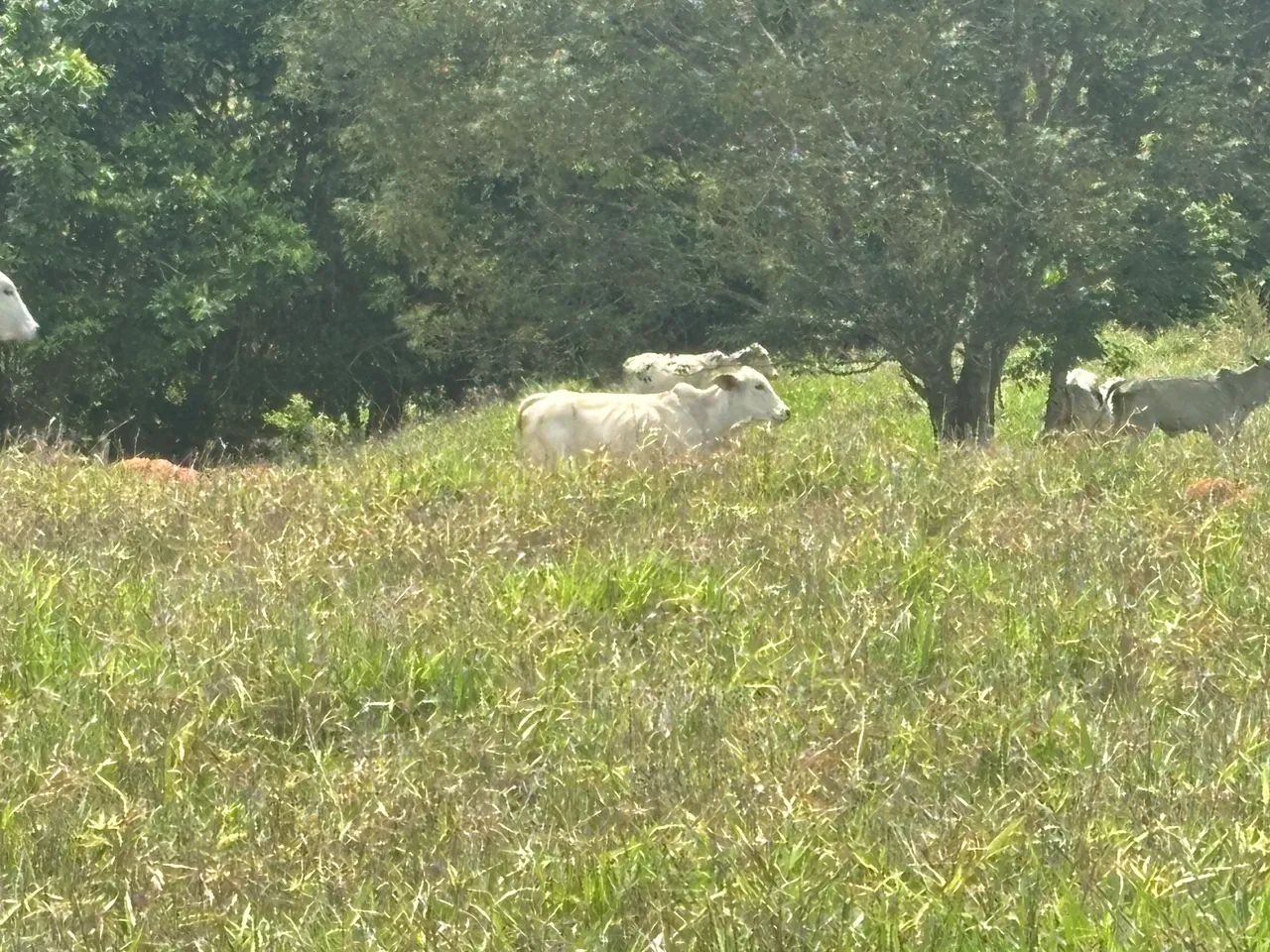 Gado Tababua - Foto 6