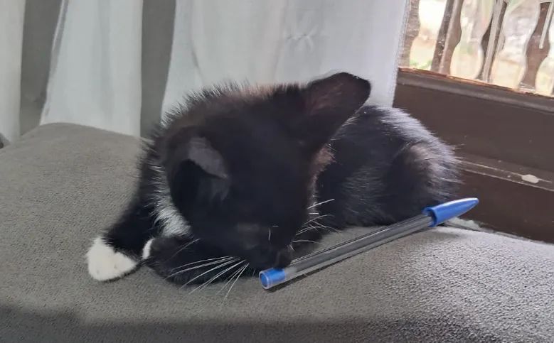 Gato macho filhote um mês - Foto 2