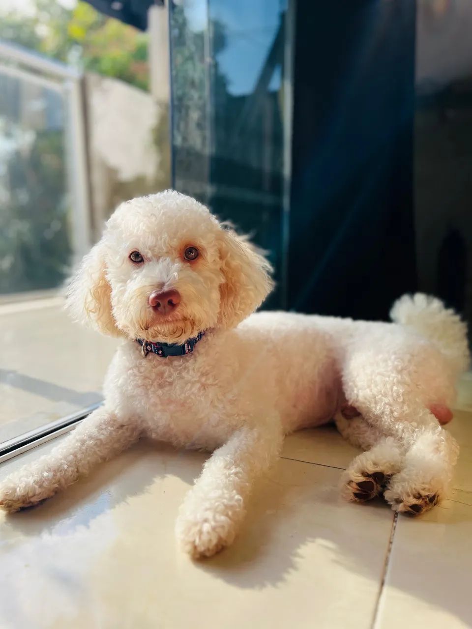 poodle para cruzar  - Foto 2