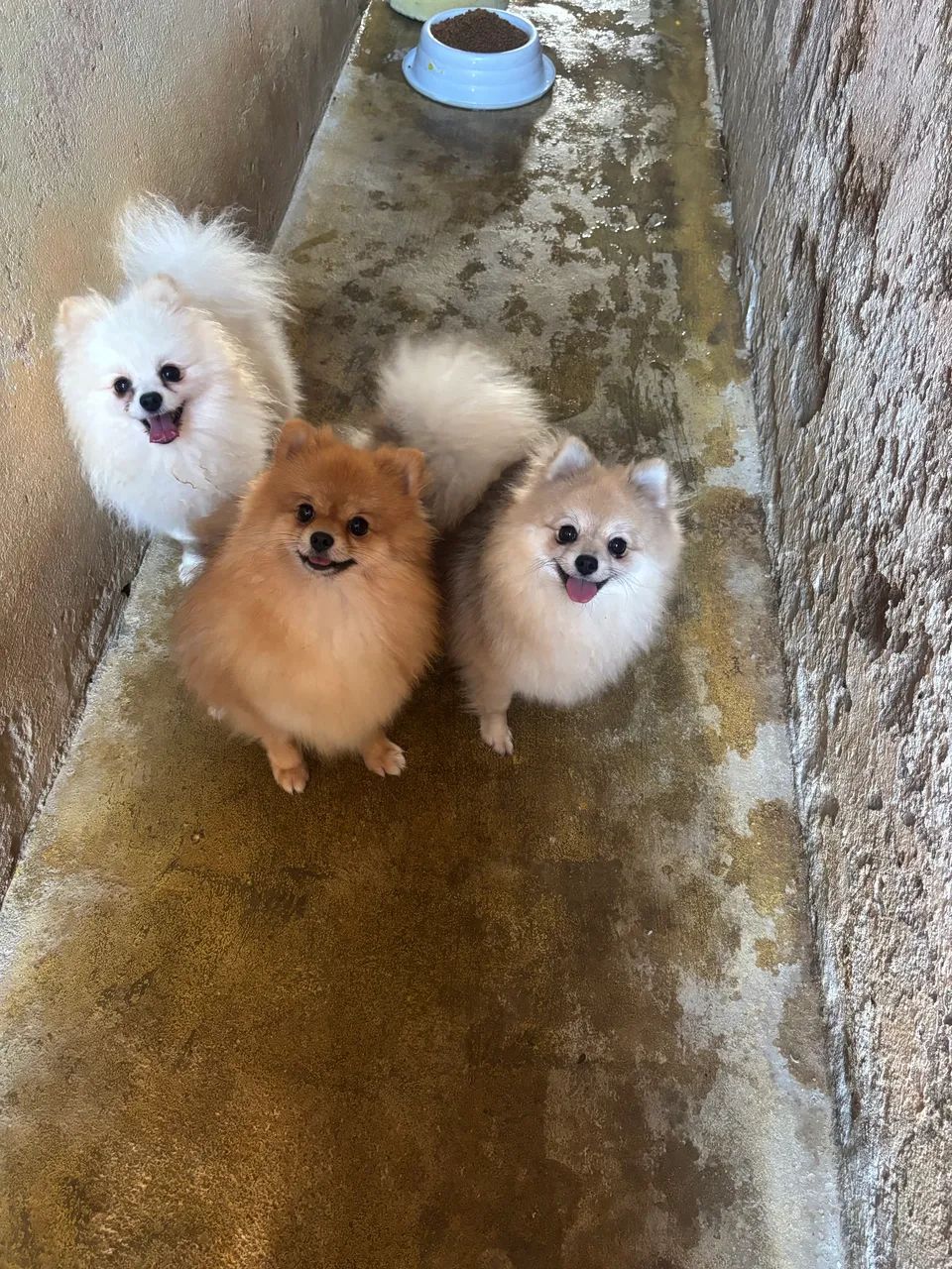 Cachorro - Foto 2
