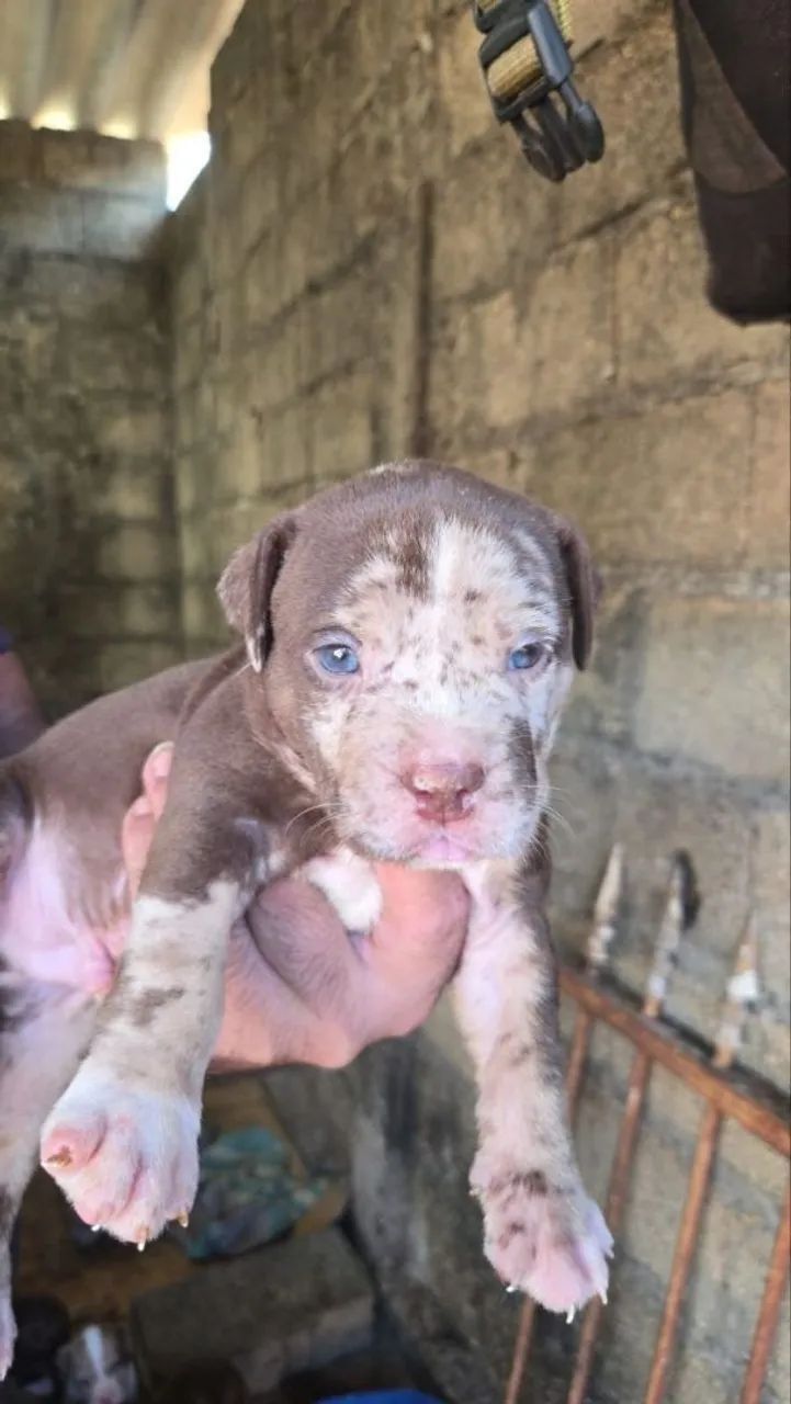 American Bully/ / Pit monster  - Foto 3