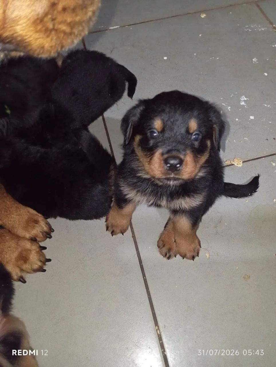 Filhotes de rottweiler  - Foto 2