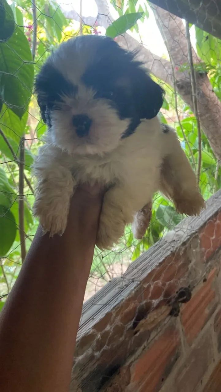 Cachorro  - Foto 3