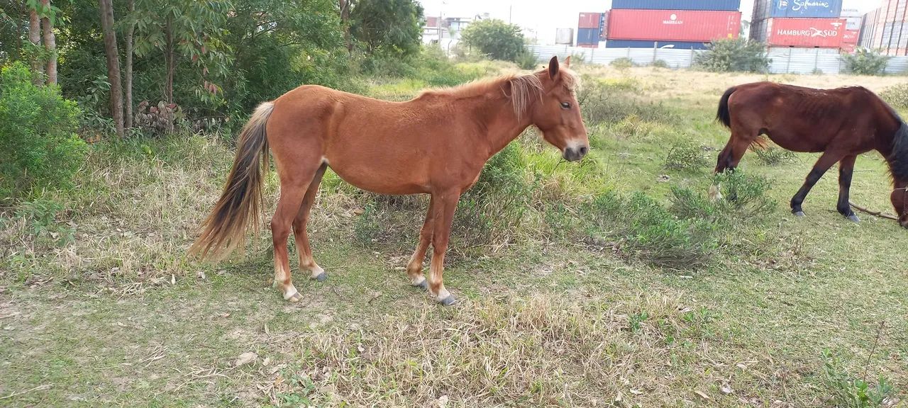 Linda égua para vend@ - Foto 2