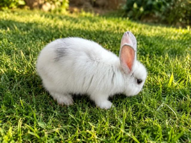 Coelhos Mini Lop - Foto 4