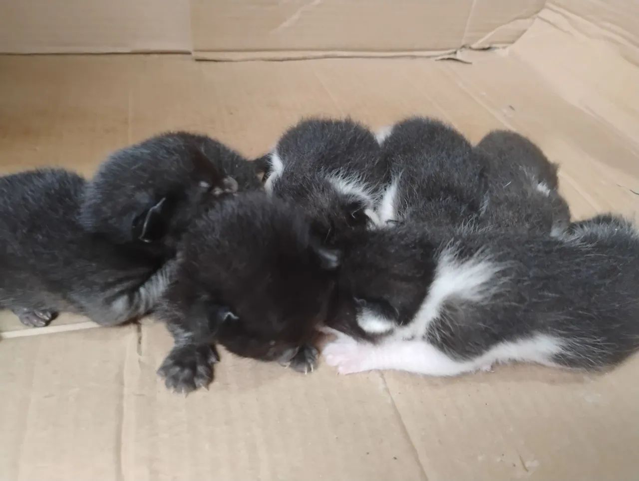 Gatos doacao - Foto 4