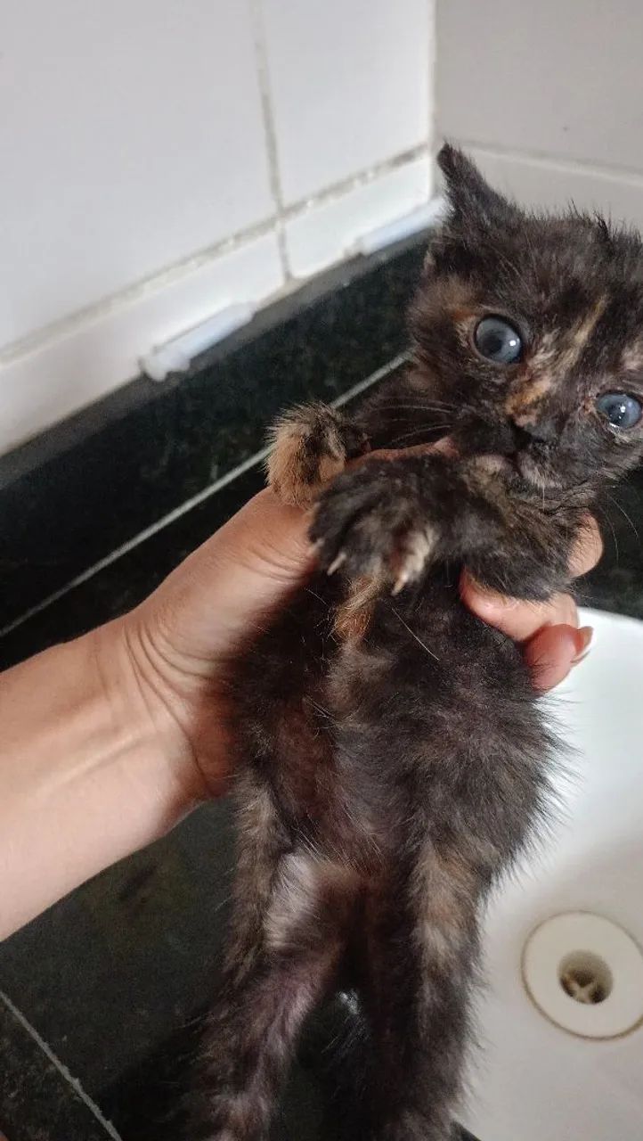 Gatos  - Foto 4