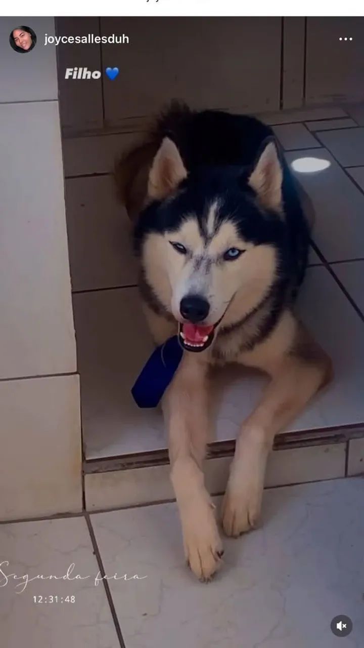 Husky siberiano