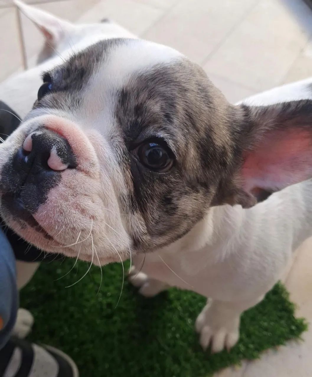Bulldog francês filhote - Foto 6