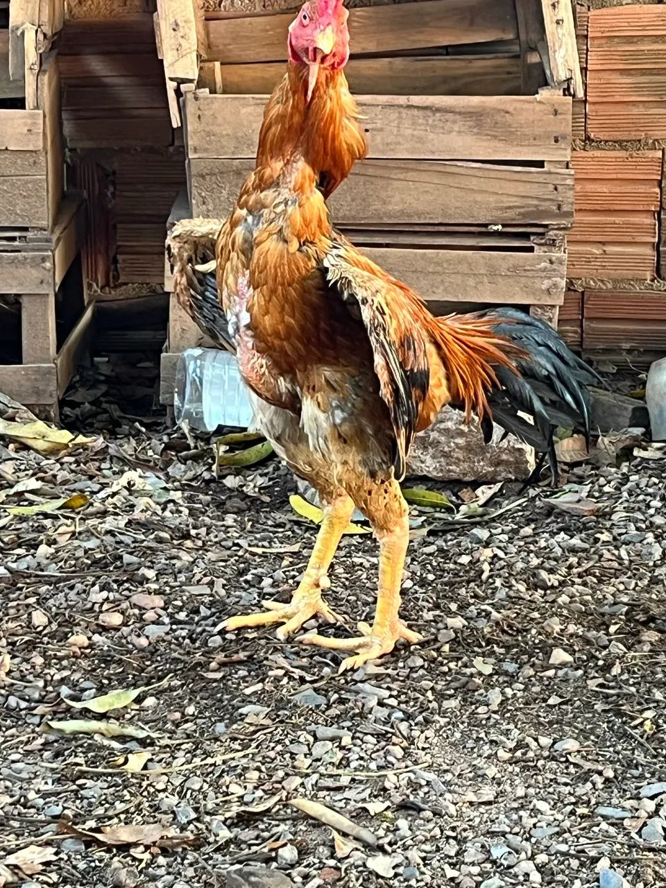 Galo índio  - Foto 3