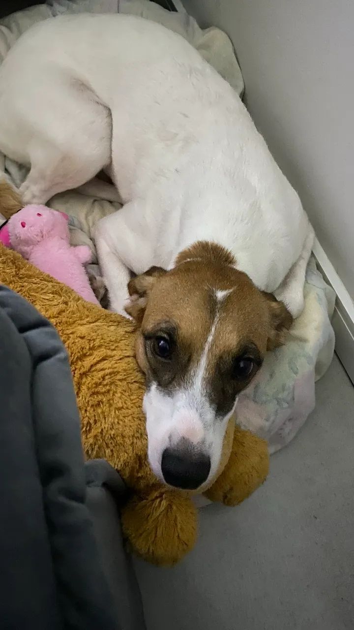 Cadela adoção responsável  - Foto 5