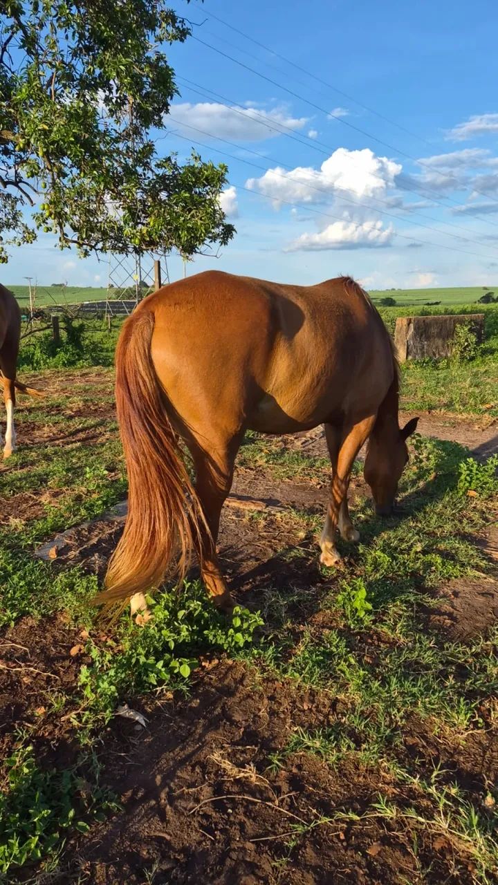 2 EGUAS VENDE-SE - Foto 2