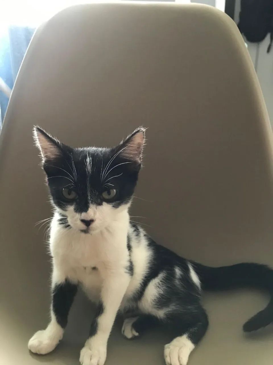 Gatinho Preto e Branco 3 meses