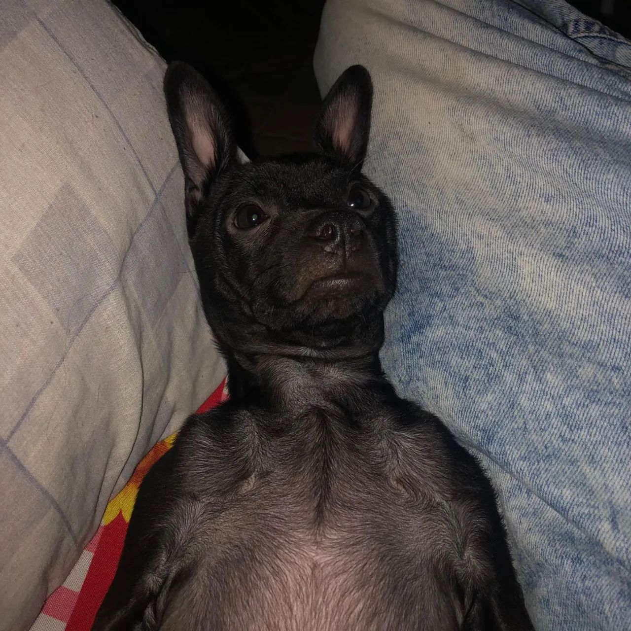 Cachorros - Foto 3