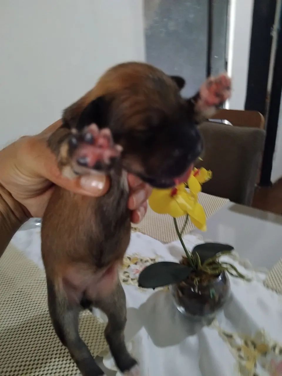 Adoção  - Foto 2