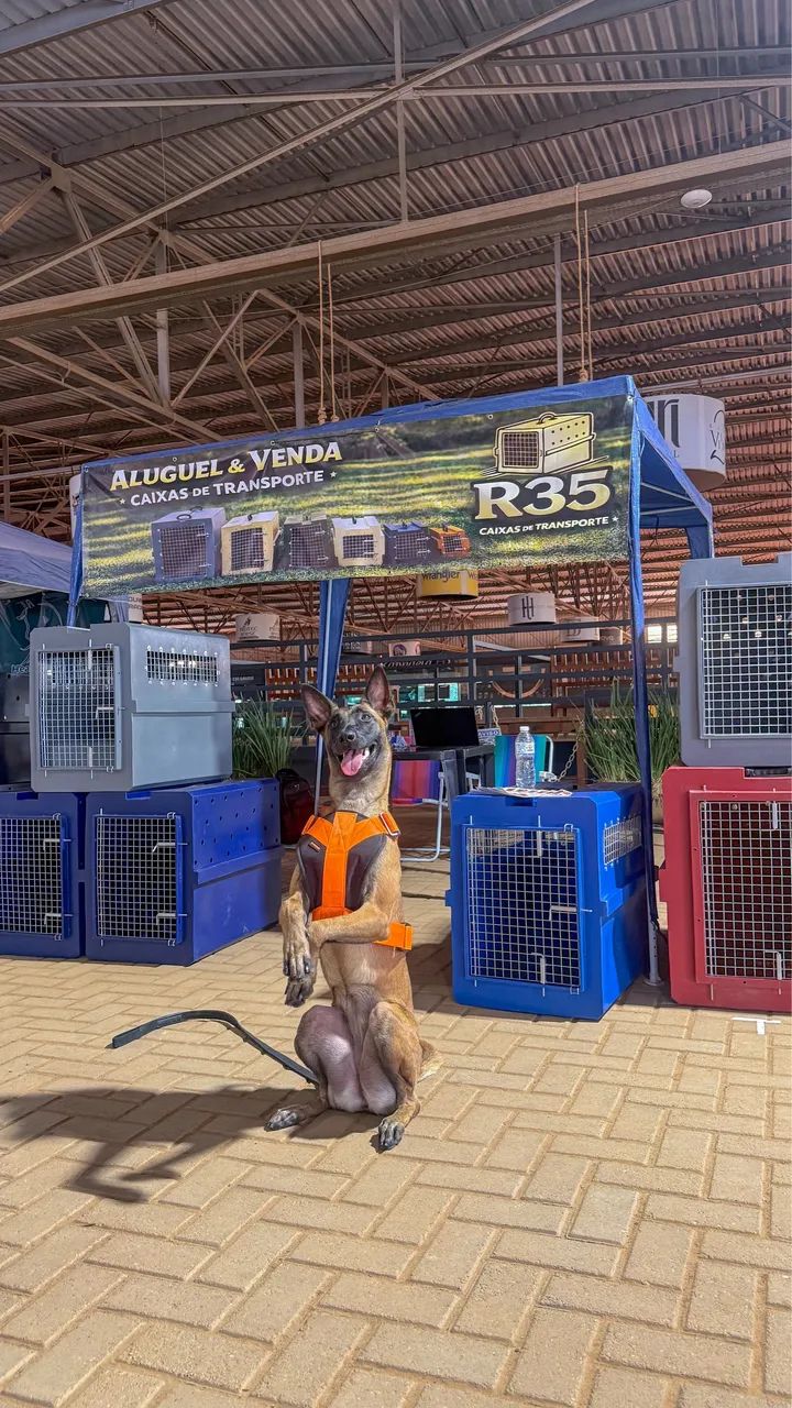 Caixas de Transporte Pet Cães e Gatos  - Foto 3