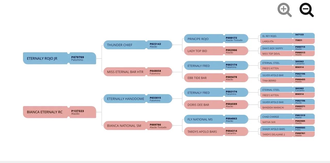 POTRA TORDILHA  - Foto 3